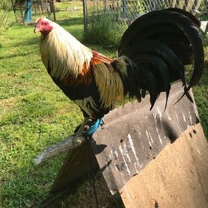 Meet your Posher, Gavin